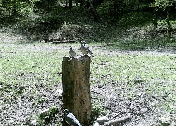 Paloma Madera Común Bosque Columba Palumbus Alcantarilla —  Fotos de Stock