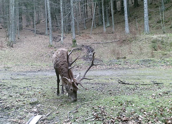 Hermoso Ciervo Rojo Bosque Cervus Elaphus —  Fotos de Stock