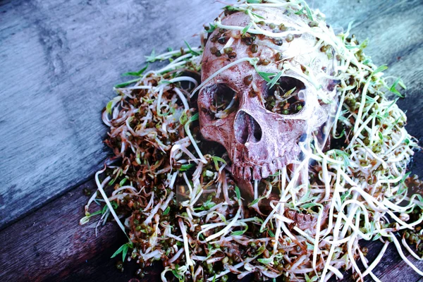 Cráneo Muerte Humano Con Caracol Grande Gatear Cara Brotes Frijol —  Fotos de Stock