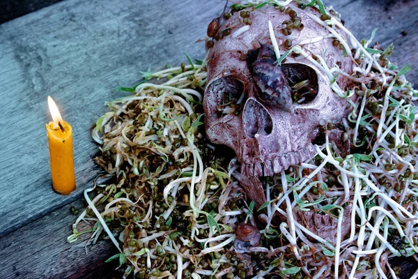 Crânio Morte Humano Com Grande Caracol Rastejando Cara Feijão Podridão — Fotografia de Stock