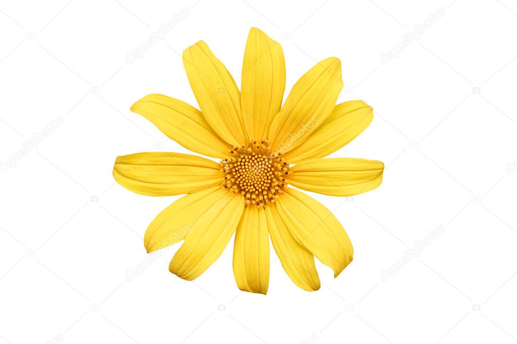 Clouse up Tree marigold, Mexican tournesol, Mexican sunflower, Japanese sunflower, Nitobe chrysanthemum on isolated