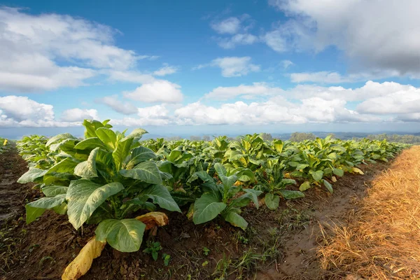 Plantación de tabaco en tierras de cultivo verdes y cultivación de cigarros hechos —  Fotos de Stock