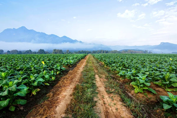 Plantación de tabaco en tierras de cultivo verdes y cultivación de cigarros hechos —  Fotos de Stock