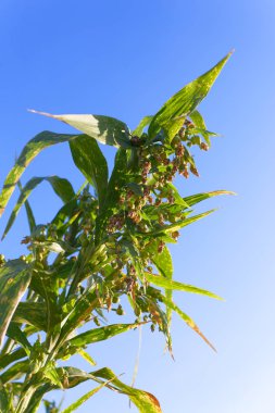 Genç projenin gözyaşı mavi gökyüzü altında ağaç üzerinde.