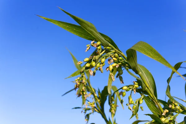 Genç projenin gözyaşı mavi gökyüzü altında ağaç üzerinde.