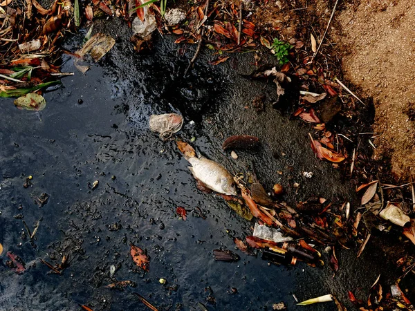 Ölü balık çünkü nehirde Plastik çöp , kirlilik ve e