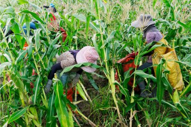 Yabancı işçiler Burmanya (Myanmar veya Burma) Kiralama SWE hasat