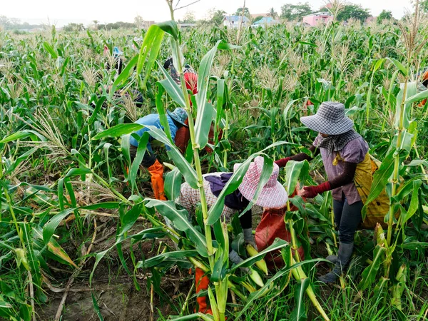 Trabajadores extranjeros Birmanos (Myanmar o Birmania) Contratar para cosechar Swe —  Fotos de Stock