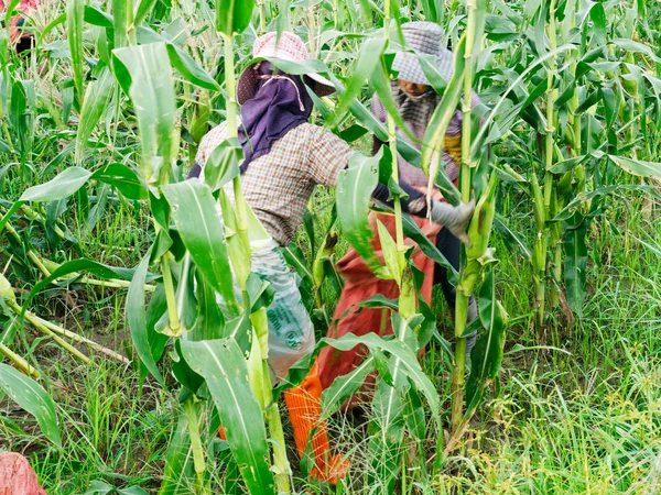 CIANG RAI, THAILANDIA - GIUGNO 07: Lavoratori stranieri Birmani (Myanm — Foto Stock