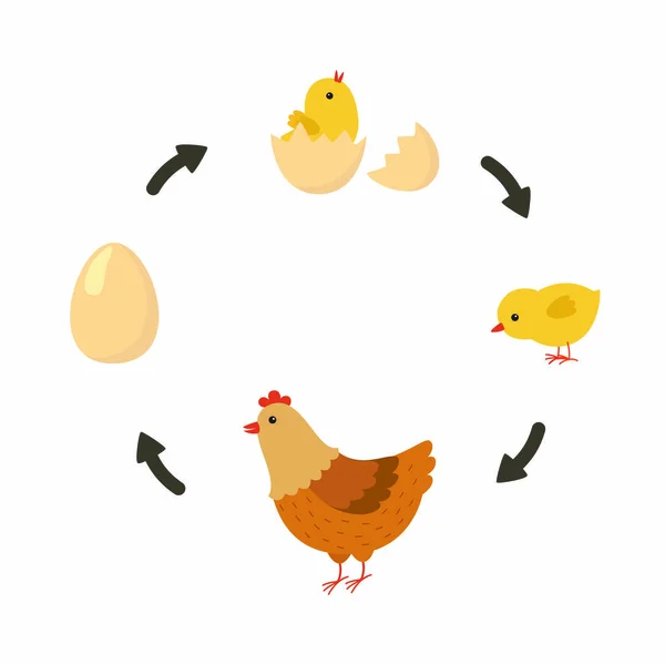 Ciclo de vida del pollo. Ilustración vectorial — Vector de stock