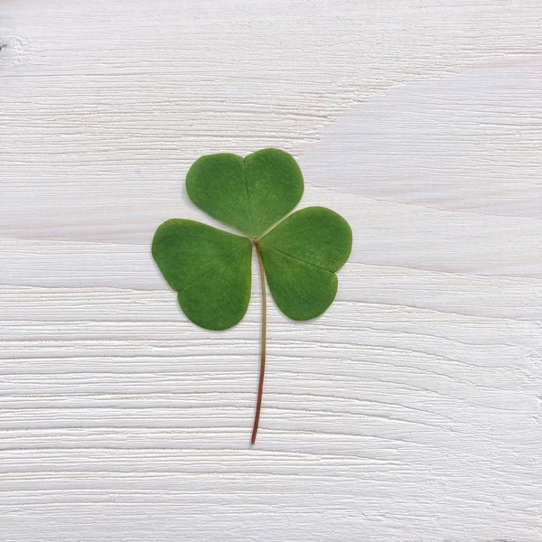 Clover on a brown wooden background. — Stock Photo, Image