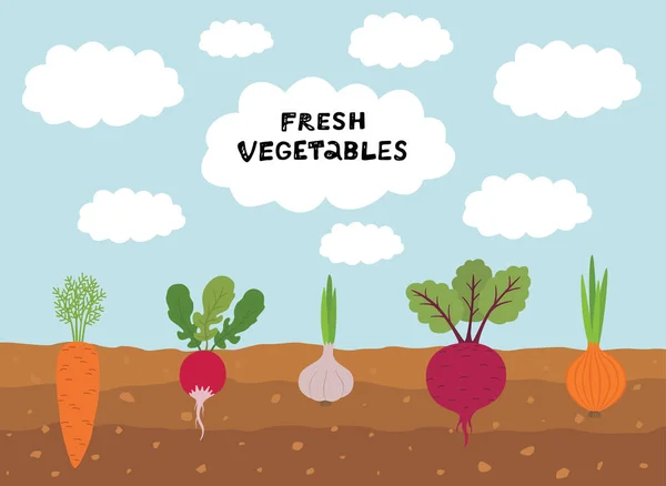 Świeży organiczny ogród warzywny na tle błękitnego nieba. Zestaw warzyw roślin metra marchew, cebula, czosnek, rzodkiewka, burak. — Wektor stockowy