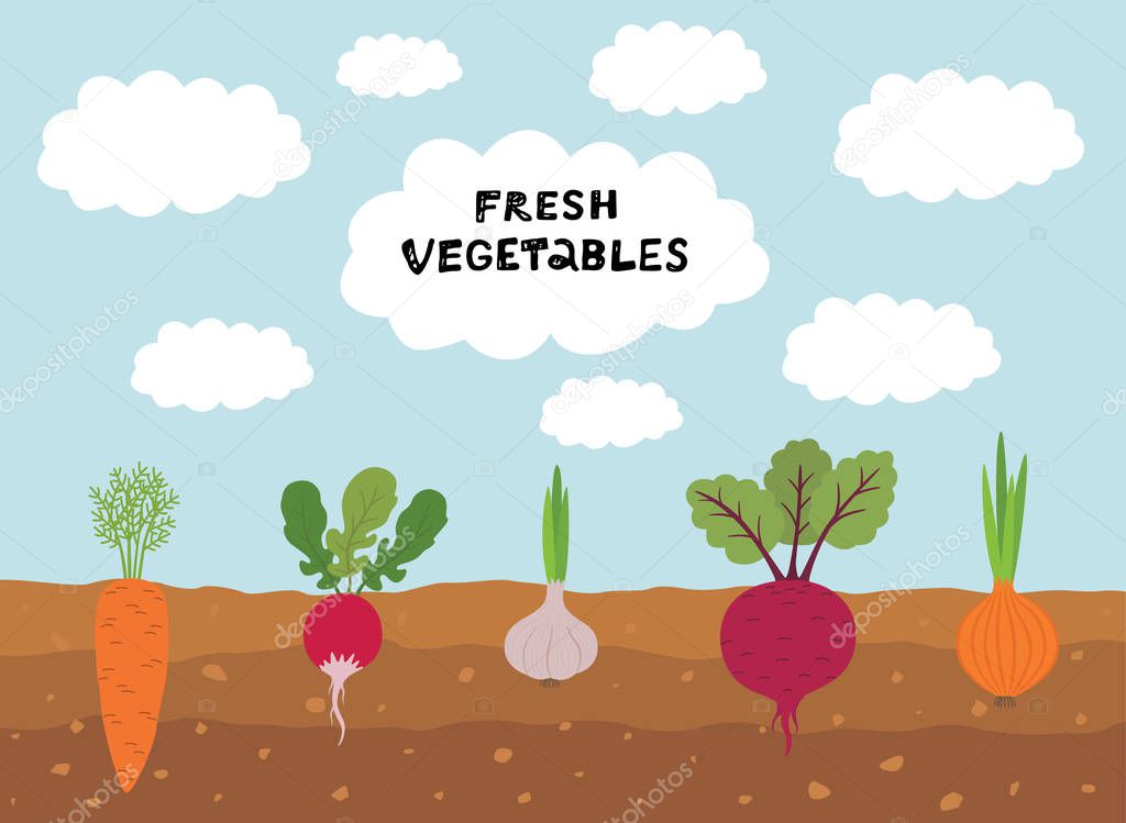 Fresh organic vegetable garden on blue sky background. Set vegetables plant growing underground carrot, onion, garlic, radish, beet.