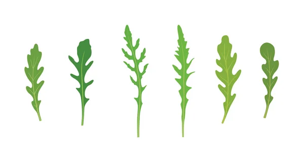Arugula rucola, 로켓 샐러드 신선한 녹색 잎 백색 배경에 고립의 집합. — 스톡 벡터