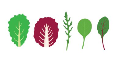 Salata yeşillikleri vektör kümesi. Salata karışımı bırakır. Roka, pazı, ıspanak