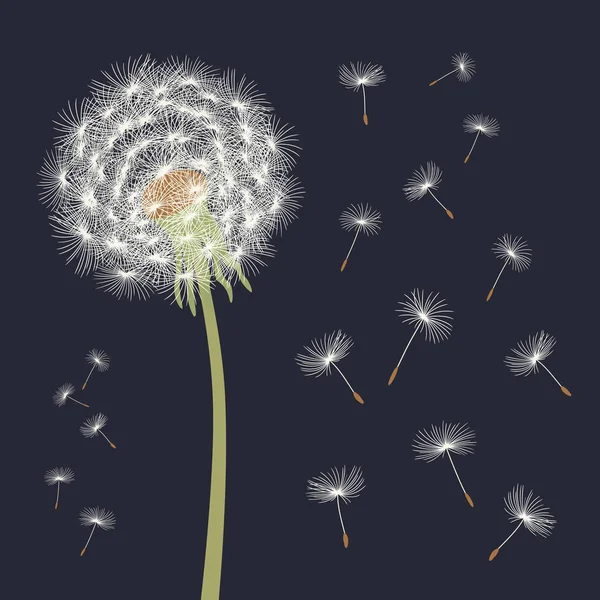 White dandelion with flying seeds. Vector illustration. — Stock Vector