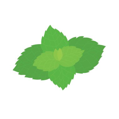 Beyaz arkaplanda vektör taze nane yaprakları