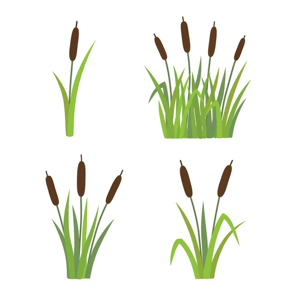 A set of reeds in grass isolated on white background — Stock Vector