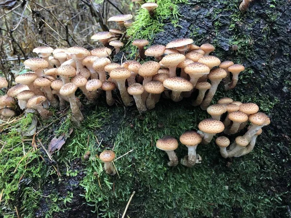 Seta forestal comestible - Armillaria mellea. Champiñones de otoño —  Fotos de Stock