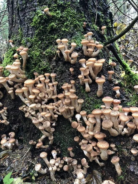 Fungo di foresta commestibile - Armillaria mellea. Funghi di autunno — Foto Stock
