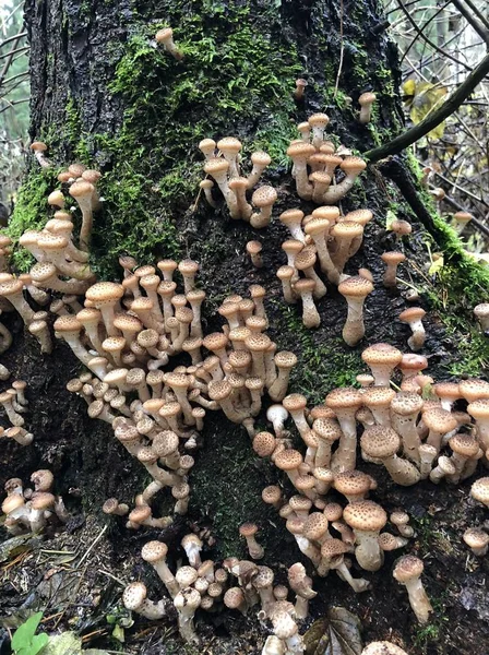 Seta forestal comestible - Armillaria mellea. Champiñones de otoño —  Fotos de Stock