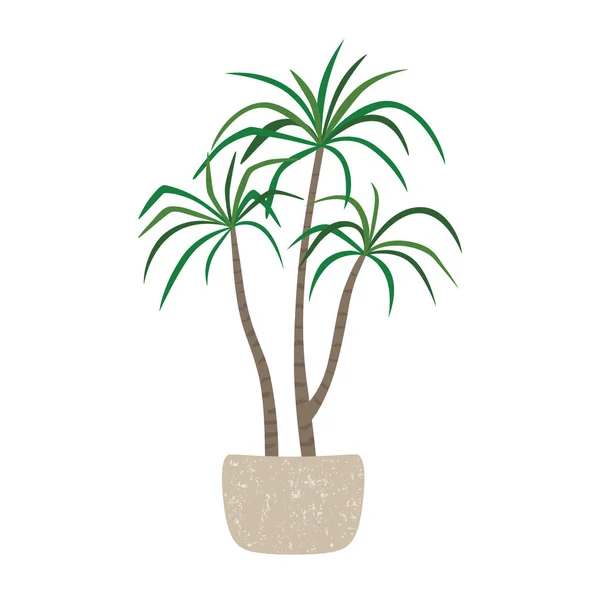 Dracaena i en kruka, kruk växt. Vektor illustration — Stock vektor