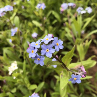 parlak genç unut mavi Çiçek demetleri-beni