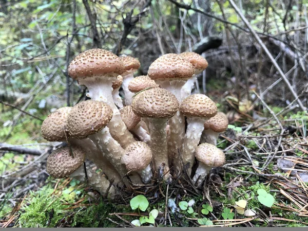 食用森林蘑菇 - 阿米利亚梅利亚。秋蘑菇 — 图库照片