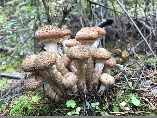 Seta forestal comestible - Armillaria mellea. Champiñones de otoño —  Fotos de Stock