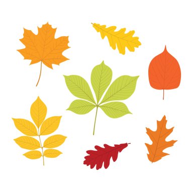 sonbahar yaprakları, beyaz arka plan üzerinde izole ayarlayın. basit karikatür düz tarzı