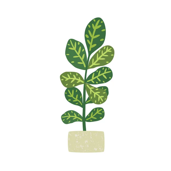 Codiaeum variegatum. Kruk växt med krukväxter. Vektor illustration — Stock vektor