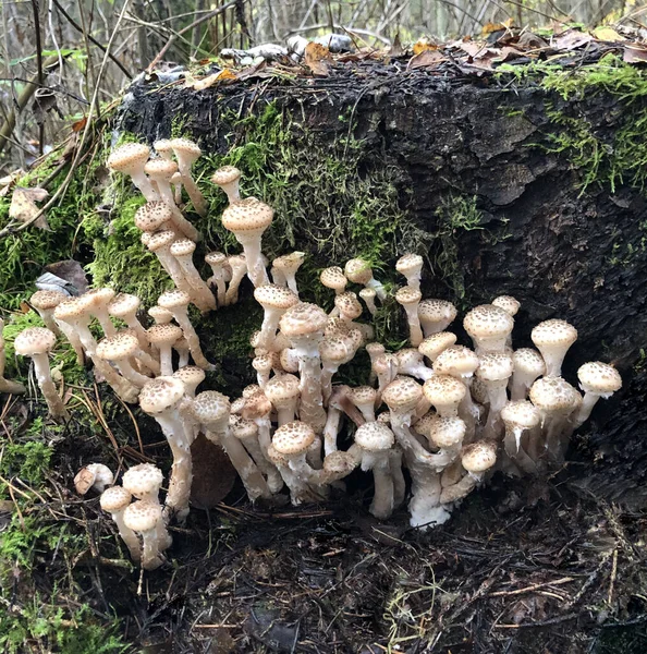 Seta forestal comestible - Armillaria mellea. Champiñones de otoño —  Fotos de Stock