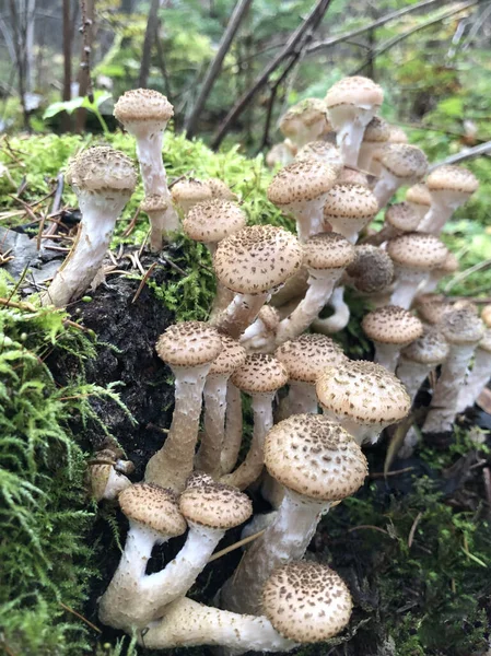 Їстівні лісові гриби - Armillaria mellea. Осінні гриби на дереві — стокове фото