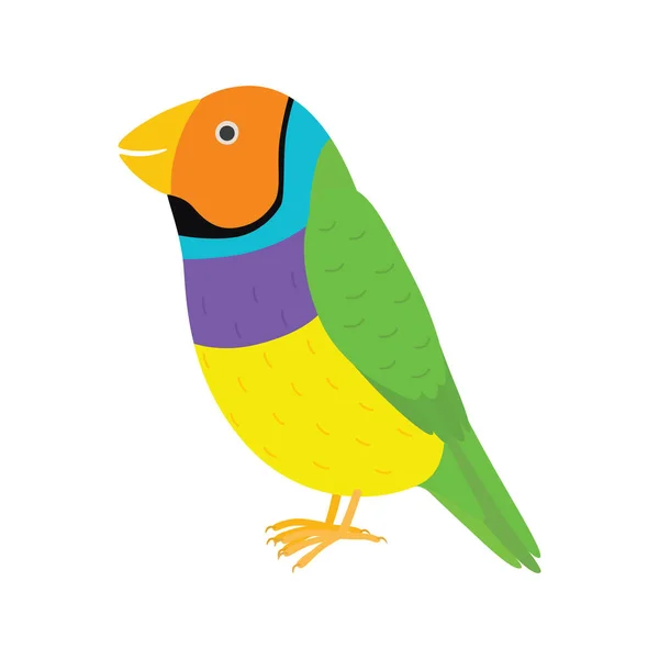 Amadina finch gouldian finch, erythrura gouldiae bird. Amarelo belo pássaro exótico . — Vetor de Stock