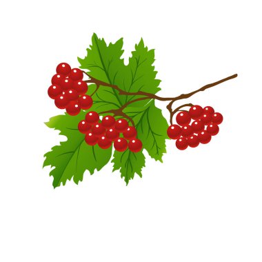 kartopu meyveleri ağaç dalları üzerinde