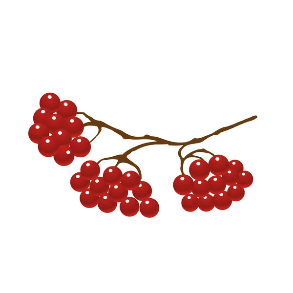 Bayas viburnum en ramas de árboles — Vector de stock