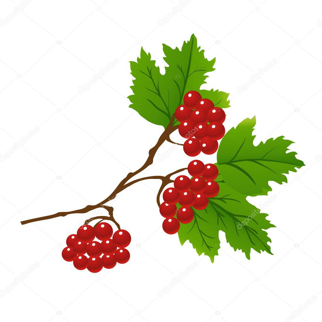 viburnum berries on tree branches