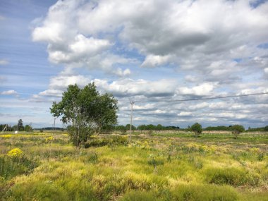 Doğa. Cumulus bulutları. Çayır