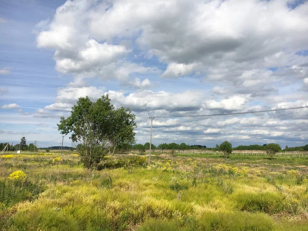 Doğa. Cumulus bulutları. Çayır