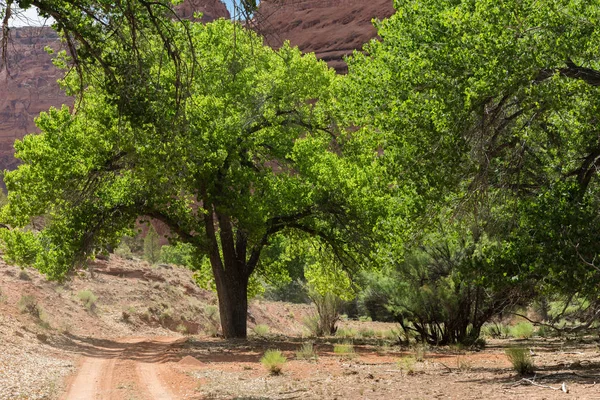 Paisaje Desde Interior Del Suelo Del Cañón Canyon Chelly Chinle — Foto de Stock