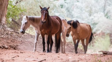 Kanyon de Chelly Ulusal Anıtı, Chinle, Arizona içinde vahşi atlar. 