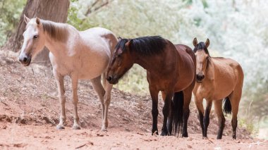 Kanyon de Chelly Ulusal Anıtı, Chinle, Arizona içinde vahşi atlar. 