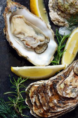 Akdeniz istiridye buz ve limon dilimleri ile karanlık bir arka plan üzerinde. Deniz incelik.