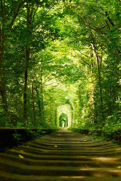 Beautiful colorful tree alley in forest,  natural background. Magic Tunnel of Love, green trees and the railroad, in Ukraine. A natural tunnel formed by trees along a rail train.