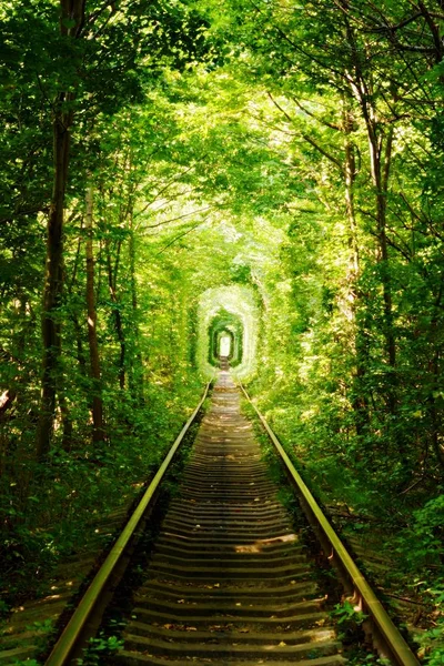 Hermoso Callejón Colorido Del Árbol Bosque Fondo Natural Magic Tunnel — Foto de Stock