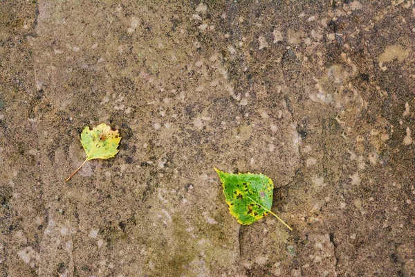 Concrete Background Autumn Foliage Autumn Mood Simple Solid Background Leaves — Stock Photo, Image