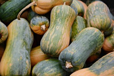 Kabaklar çeşitli ürün yelpazesine. Sonbahar çiftlik hasat. Sonbahar doğa kavramı, kabaklar açık