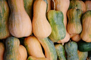 Kabaklar çeşitli ürün yelpazesine. Sonbahar çiftlik hasat. Sonbahar doğa kavramı, kabaklar açık