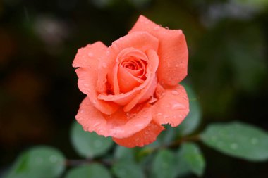 Karanlık bir arka plan üzerinde Scarlet rose çiğ damlaları ile bahçe gül