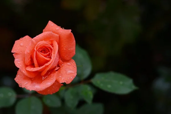 Scarlet rose in drops of dew on a dark background, garden rose